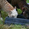 Article - Polled & Scurred Soay - polled & horned ewe lambs, same ram
